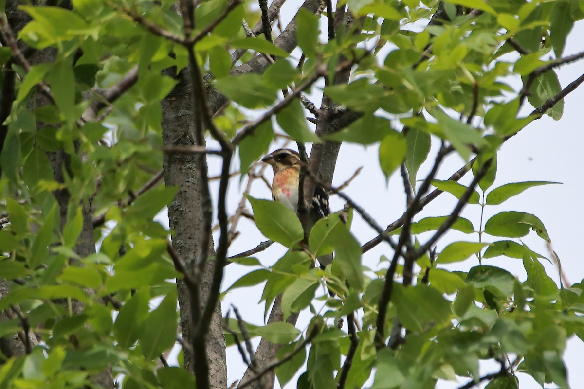 Rose-breasted Grosbeak - Daniel  Bellich