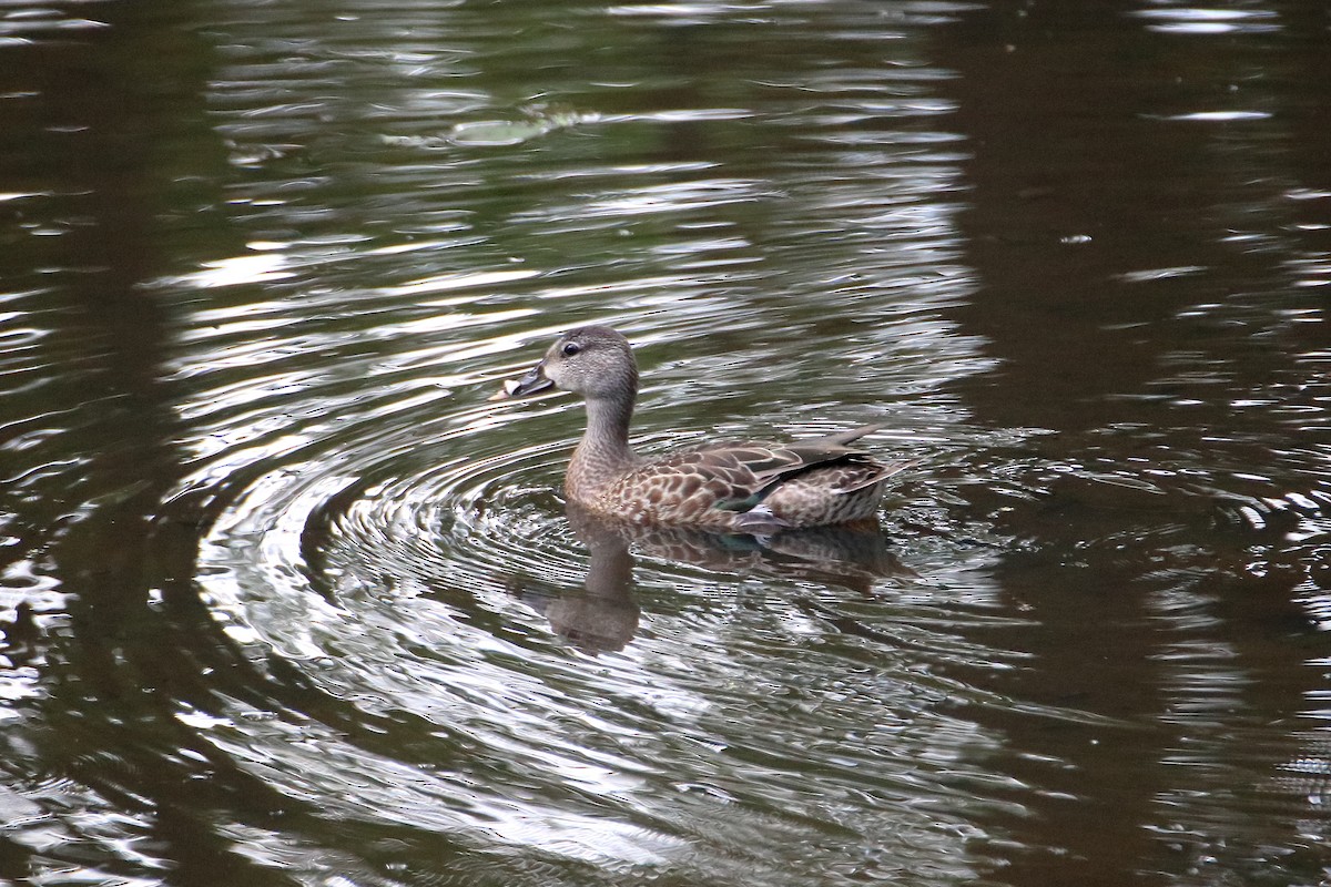 Blue-winged Teal - Daniel  Bellich