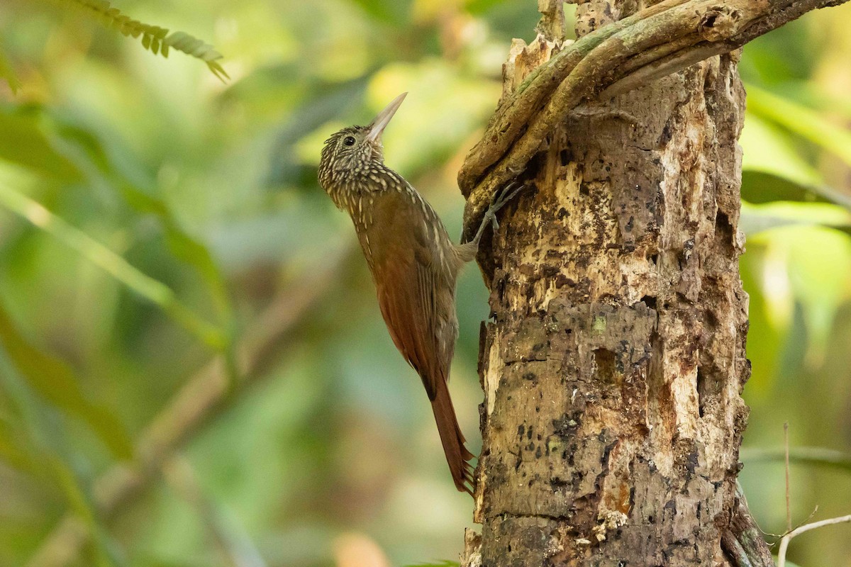 Zimmer's Woodcreeper - Linda Rudolph