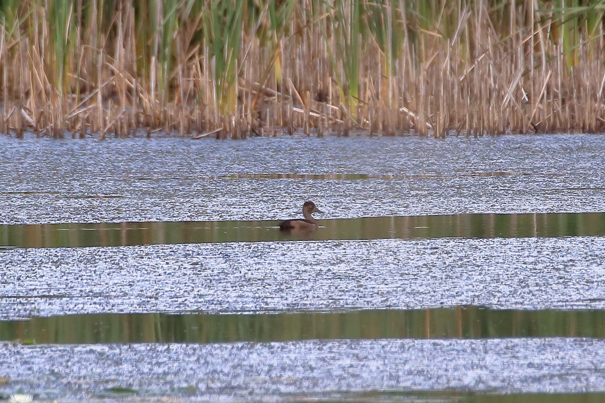 環頸潛鴨 - ML610085079