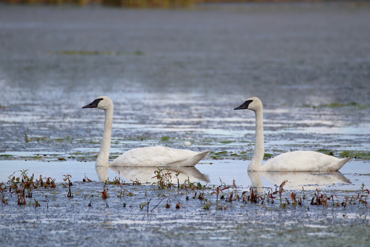 Trumpeter Swan - ML610085097