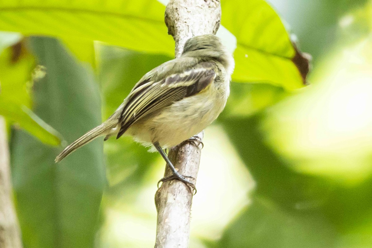 Snethlage's Tody-Tyrant (Igapo) - ML610085101