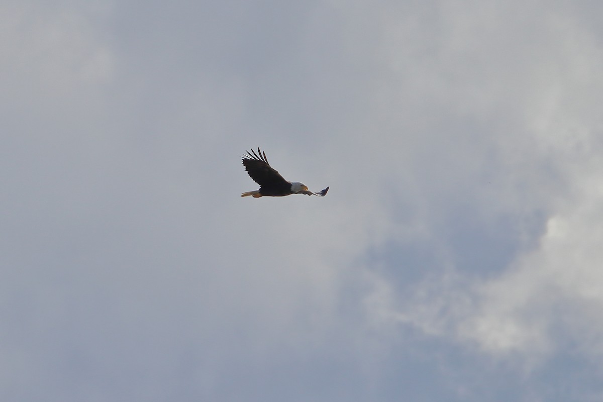 Bald Eagle - ML610085103