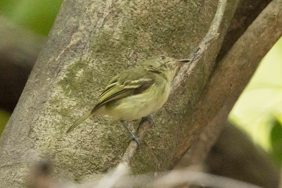 Snethlage's Tody-Tyrant (Igapo) - ML610085110