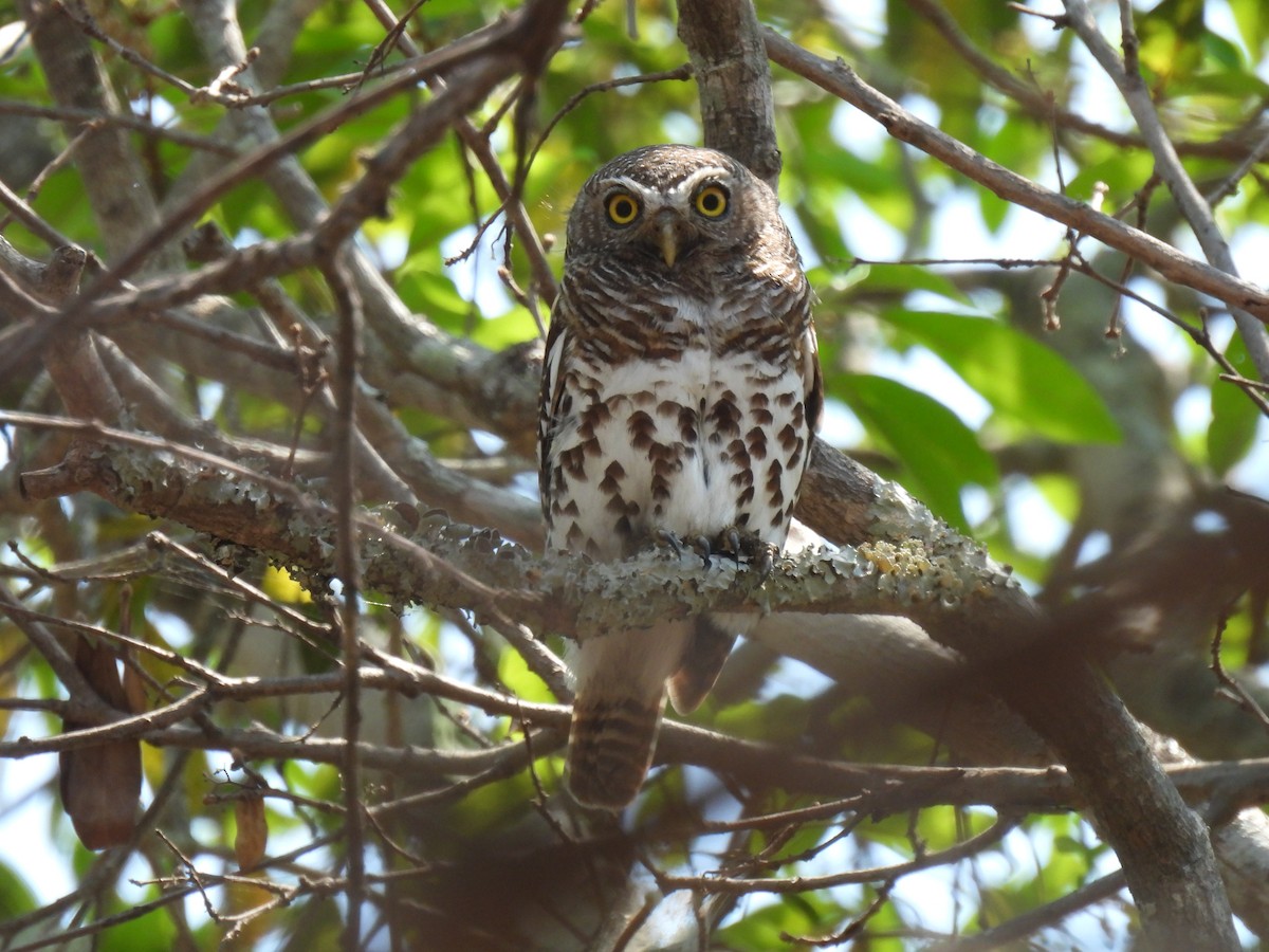 African Barred Owlet (Bar-fronted) - ML610085146