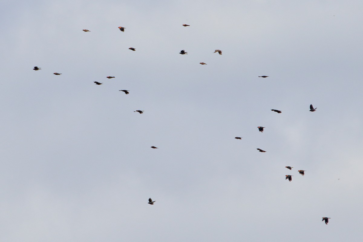 Red-winged Blackbird (Red-winged) - Daniel  Bellich