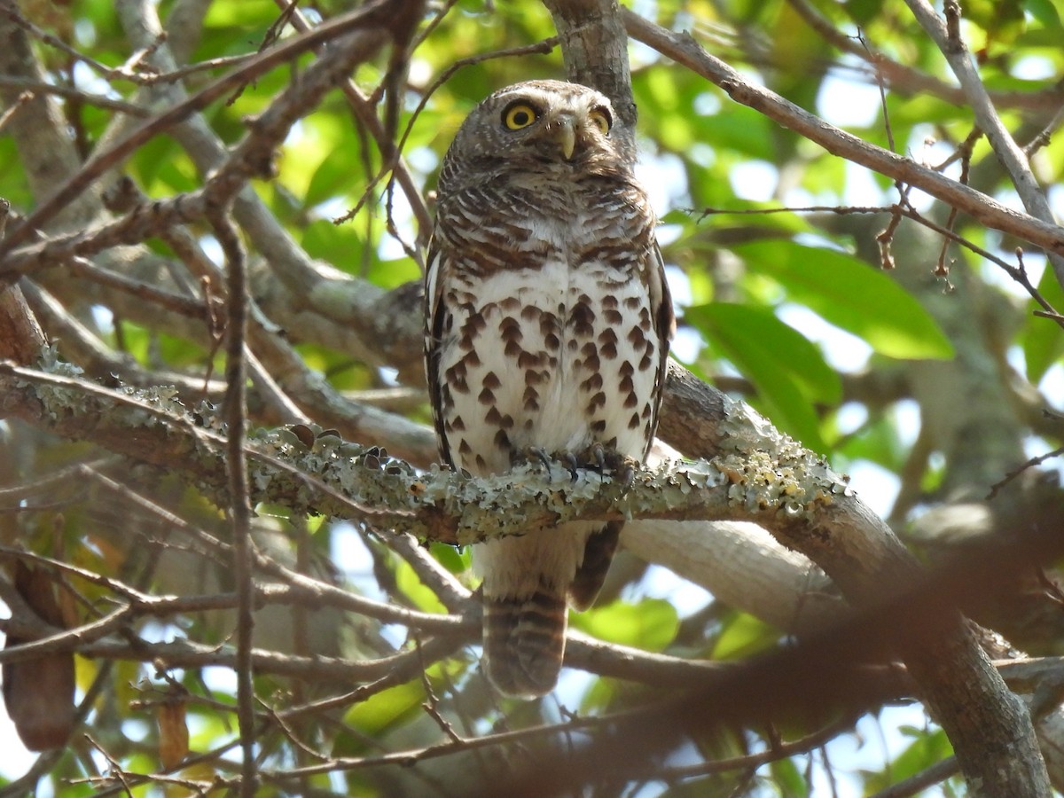 African Barred Owlet (Bar-fronted) - ML610085149