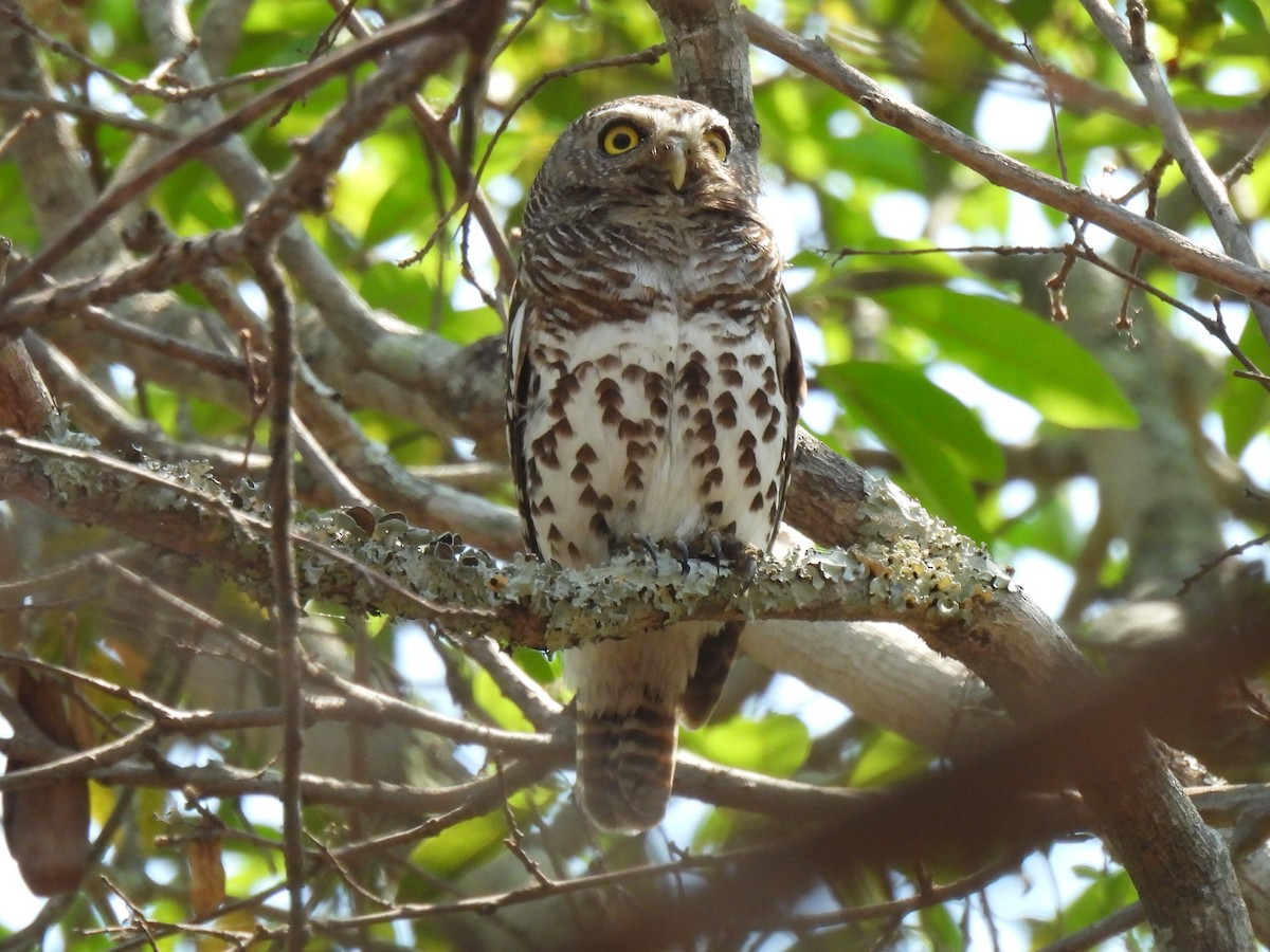 kulíšek africký (ssp. capense/ngamiense) - ML610085149