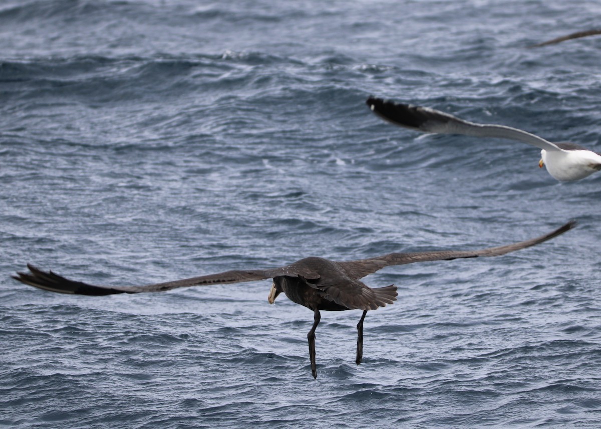 Northern Giant-Petrel - Javiera Osorio Villarroel