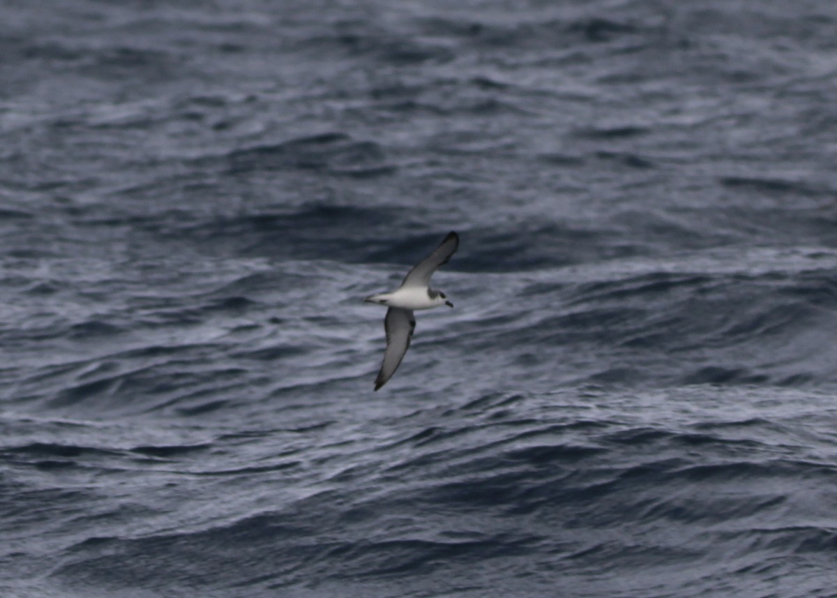 Masatierra Petrel - ML610085172