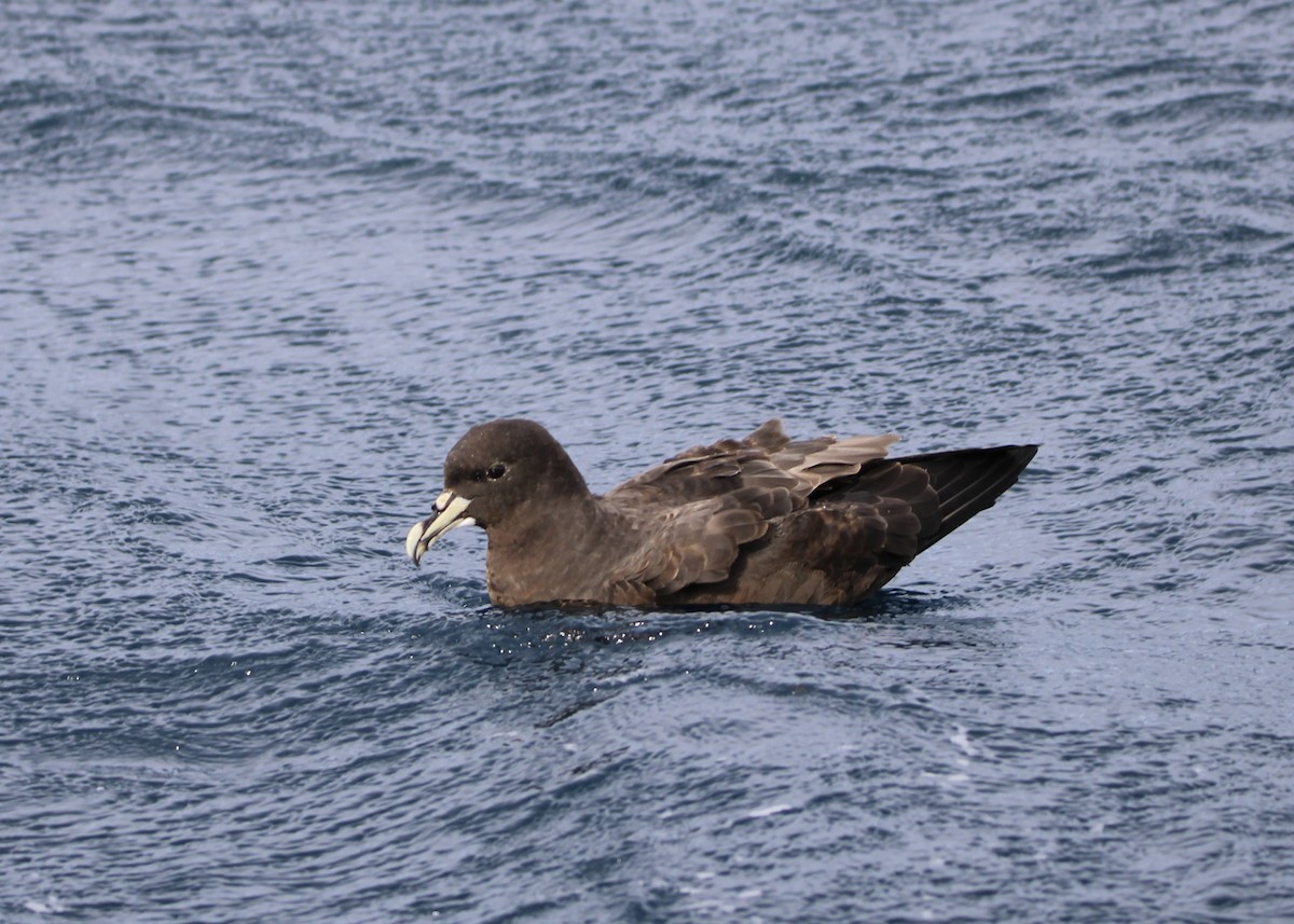 Puffin à menton blanc - ML610085176