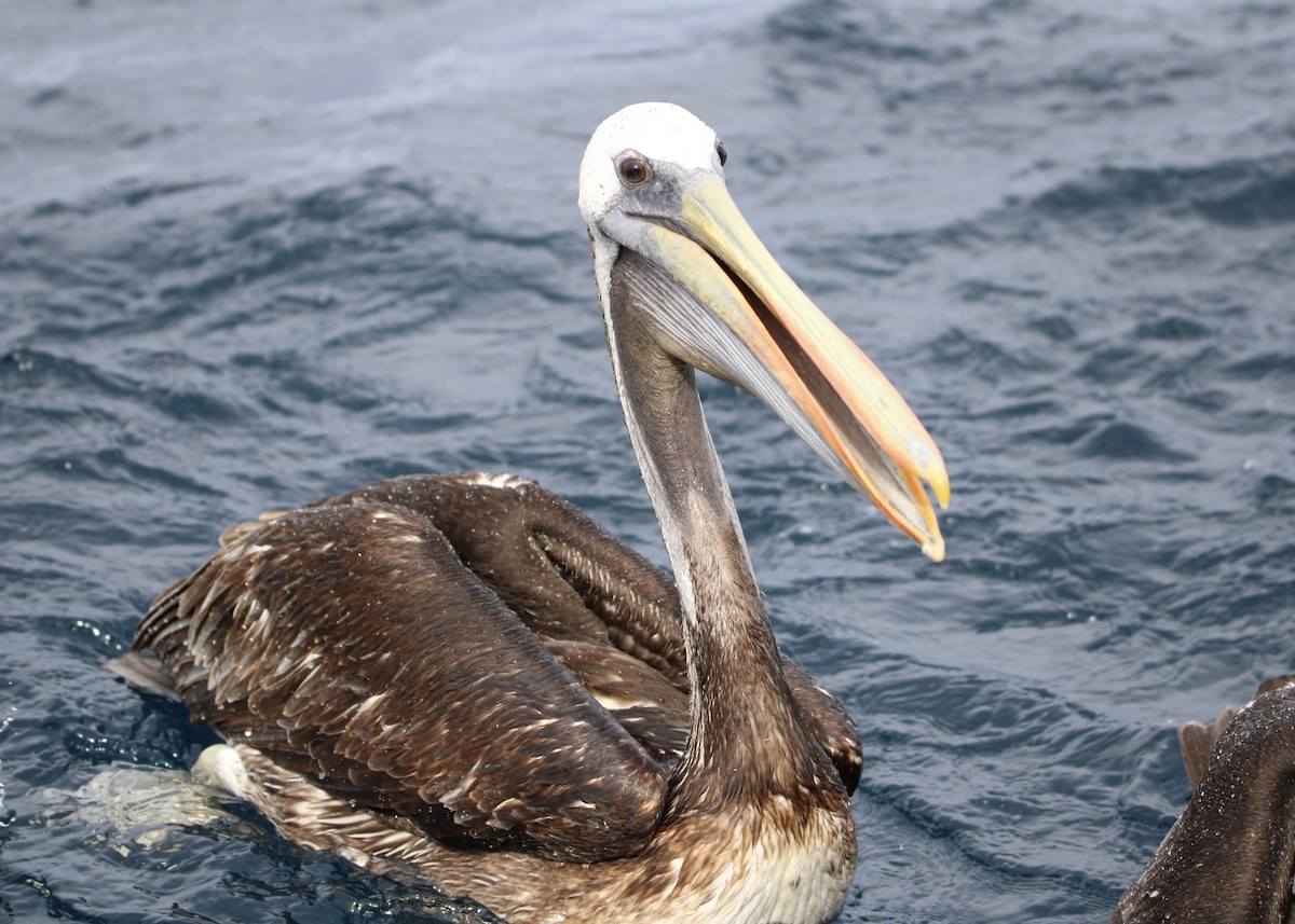 Peruvian Pelican - Javiera Osorio Villarroel