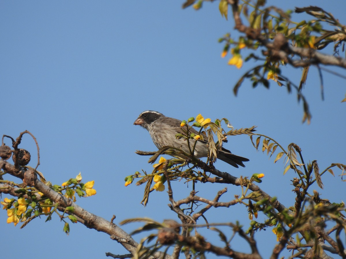 Black-eared Seedeater - Marianne Walsh