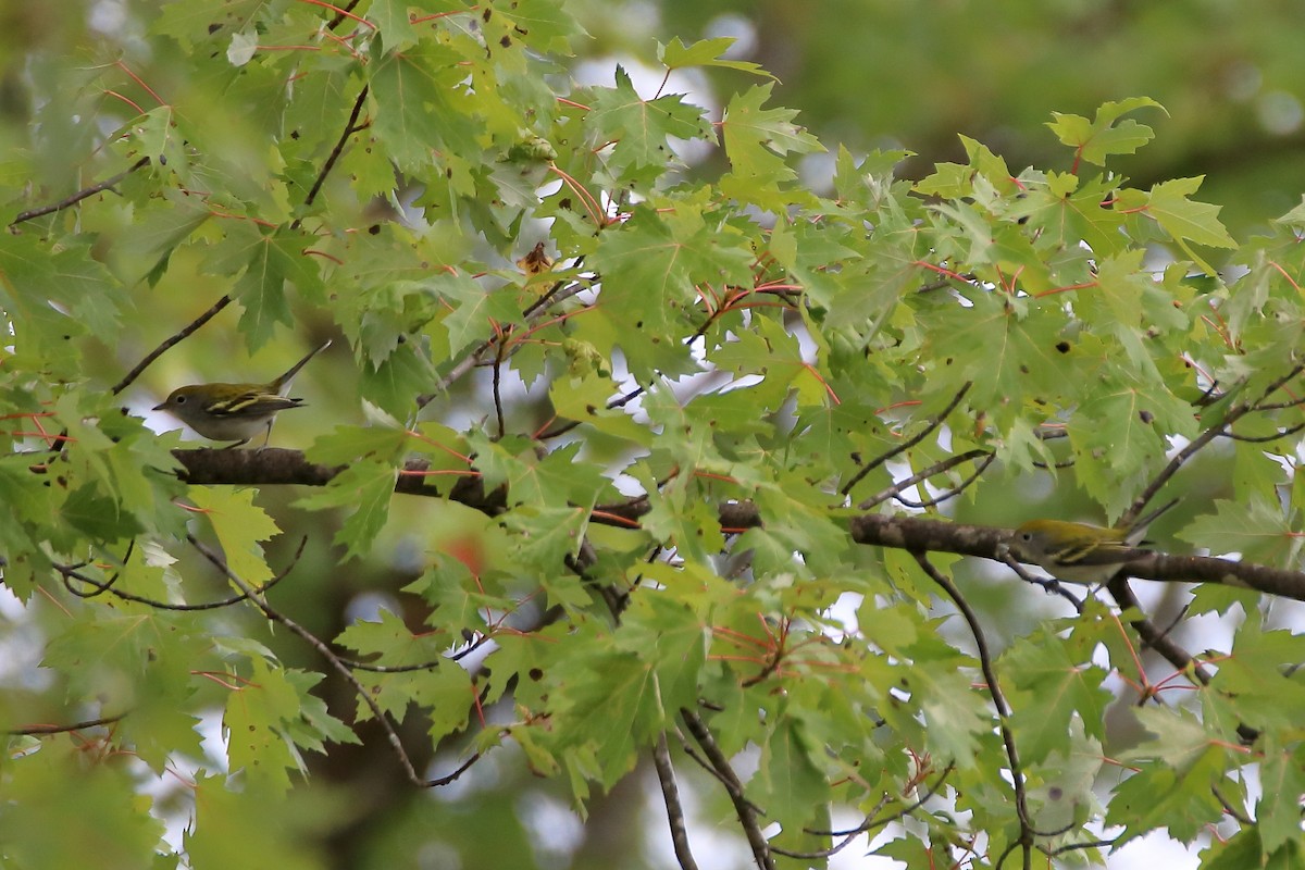 Chestnut-sided Warbler - Daniel  Bellich