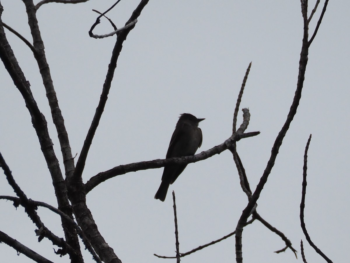 Dark Pewee - ML610085249