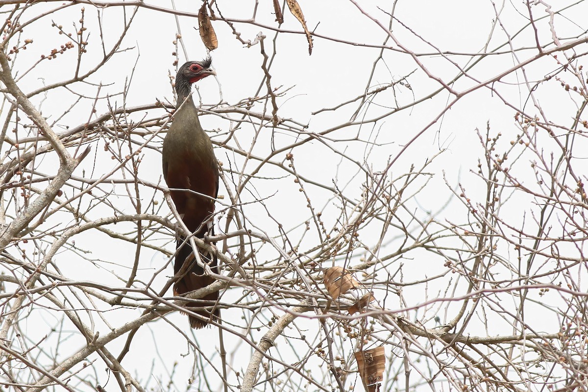 Rufous-bellied Chachalaca - Benjamin Hack