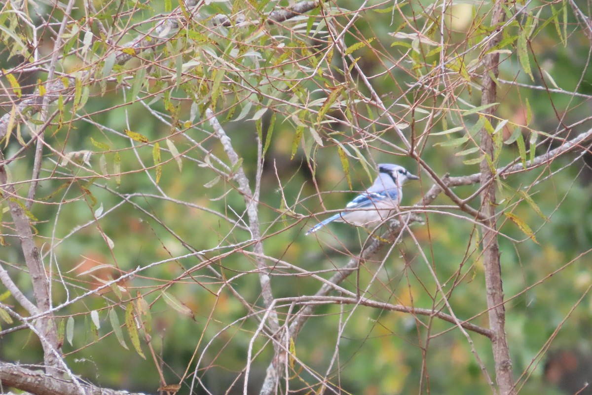 Blue Jay - ML610085293