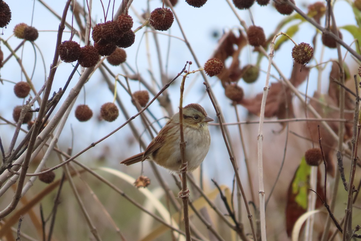 Swamp Sparrow - ML610085343