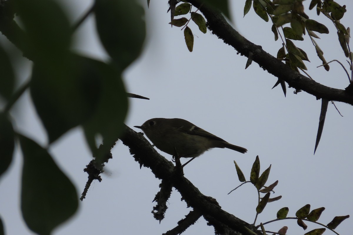 Roitelet à couronne rubis - ML610085389