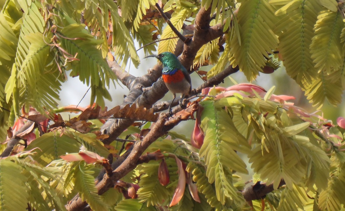 Eastern Miombo Sunbird - ML610085427