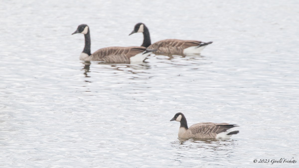 Cackling Goose - ML610085433