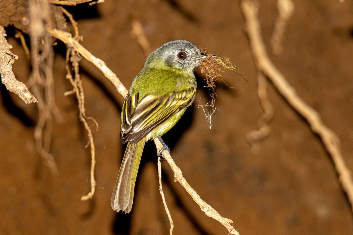 Slaty-capped Flycatcher - ML610085528