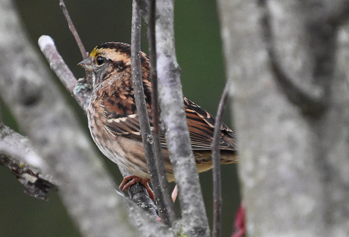 White-throated Sparrow - ML610085542