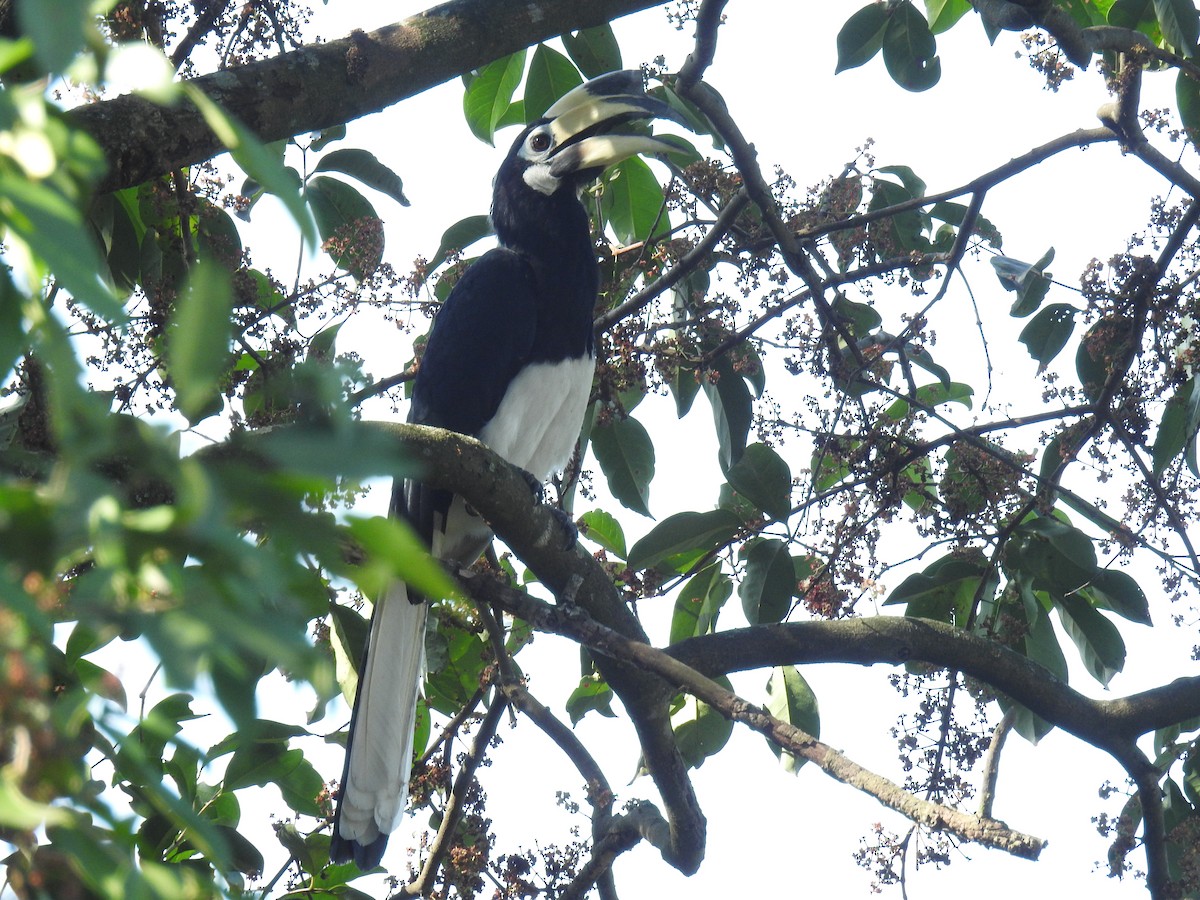 Oriental Pied-Hornbill - ML610085746