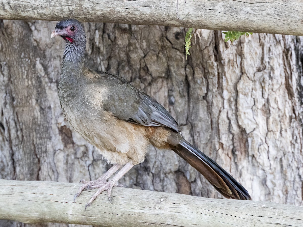 Chachalaca Charata - ML610085754