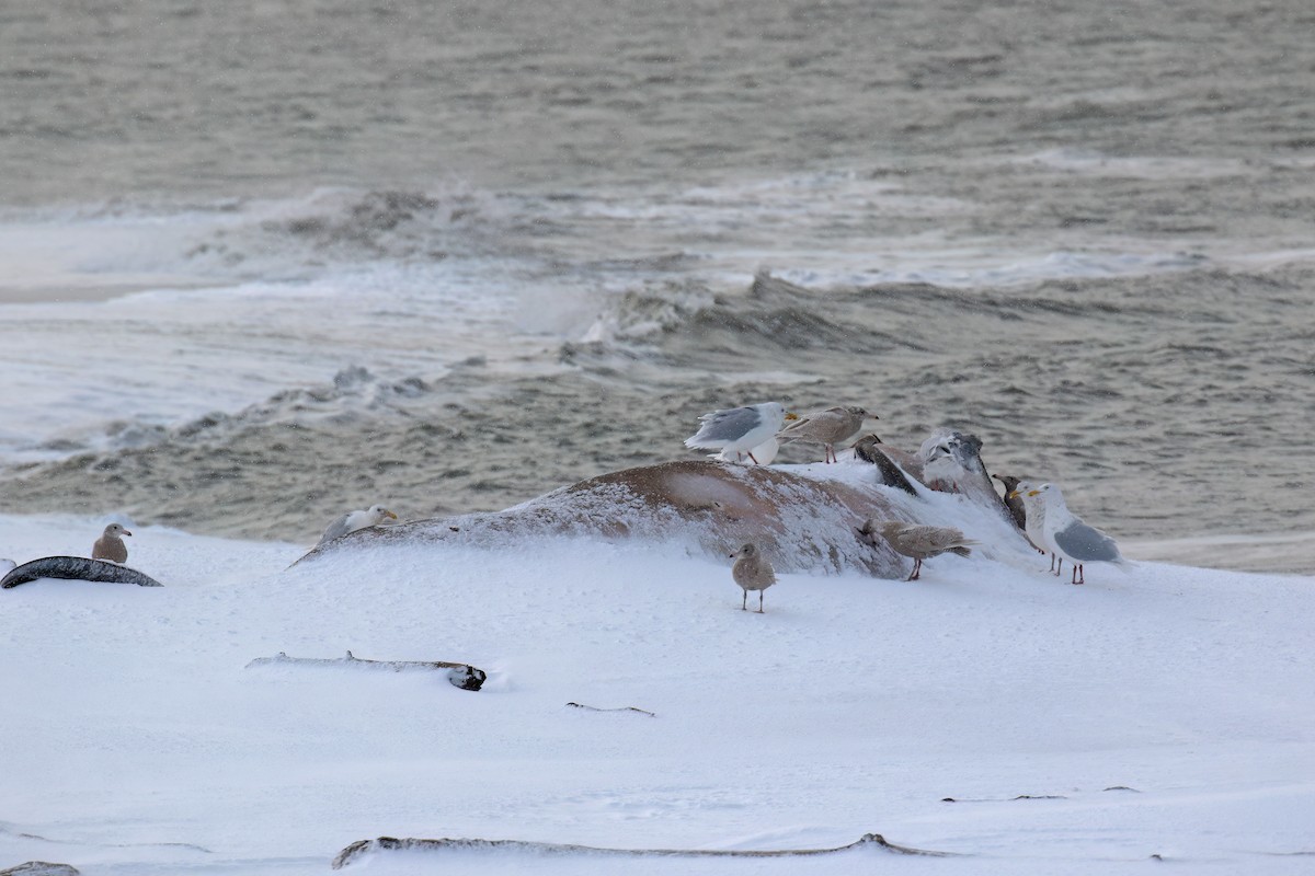 Glaucous Gull - Greg Scyphers