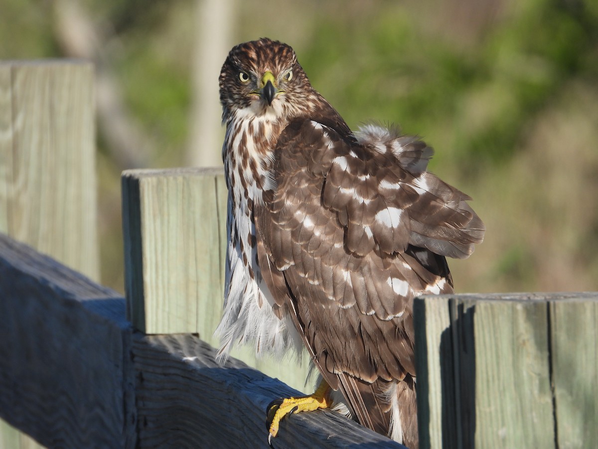 Cooper's Hawk - ML610085828