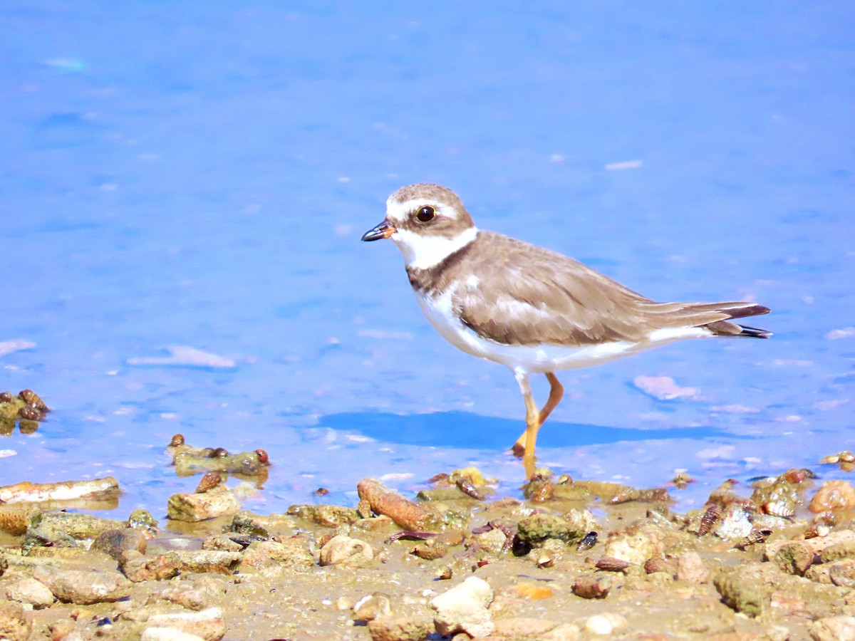 Semipalmated Plover - ML610086033