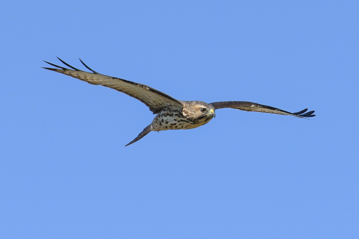 Broad-winged Hawk - ML610086090