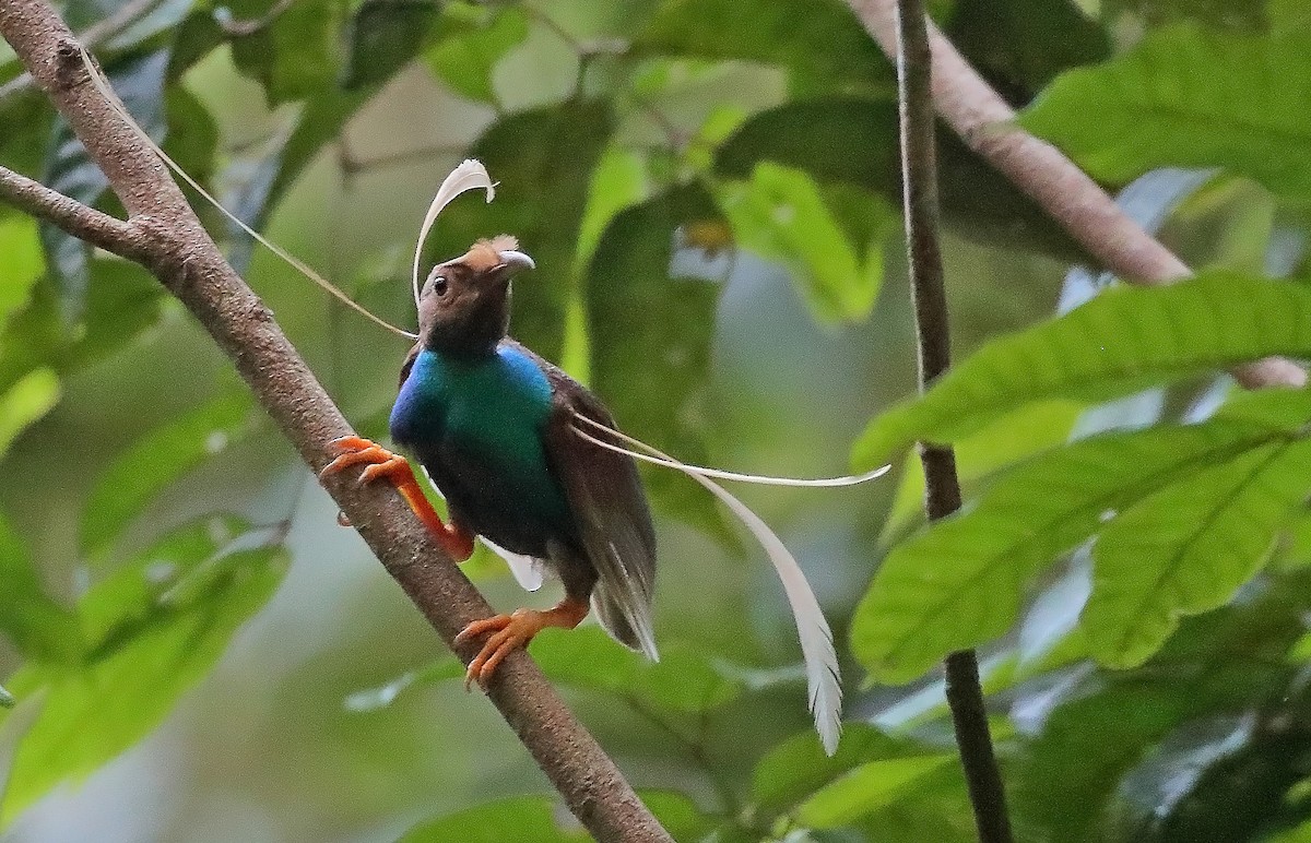 Standardwing Bird-of-Paradise - ML610086104