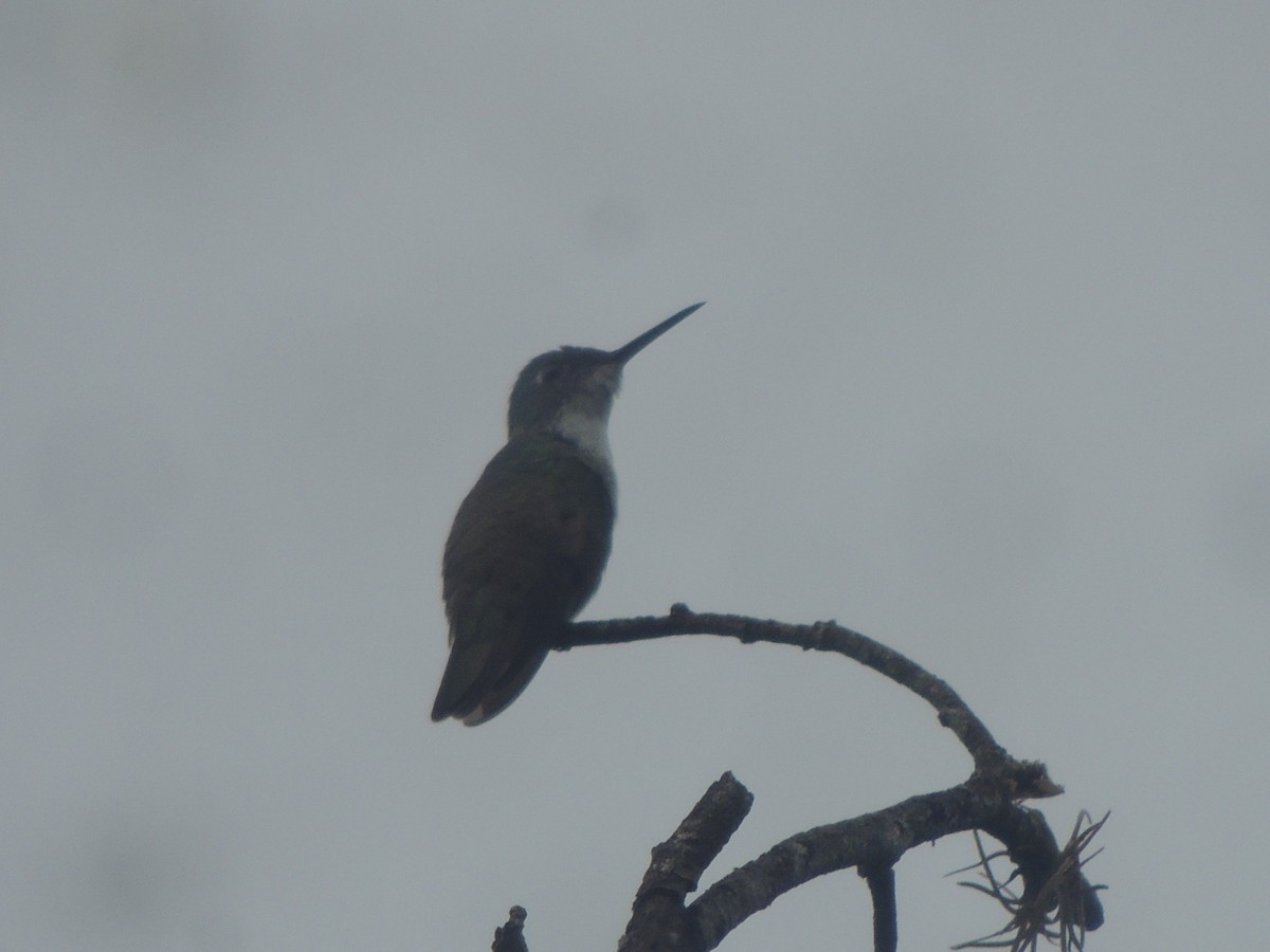 Azure-crowned Hummingbird - ML610086125