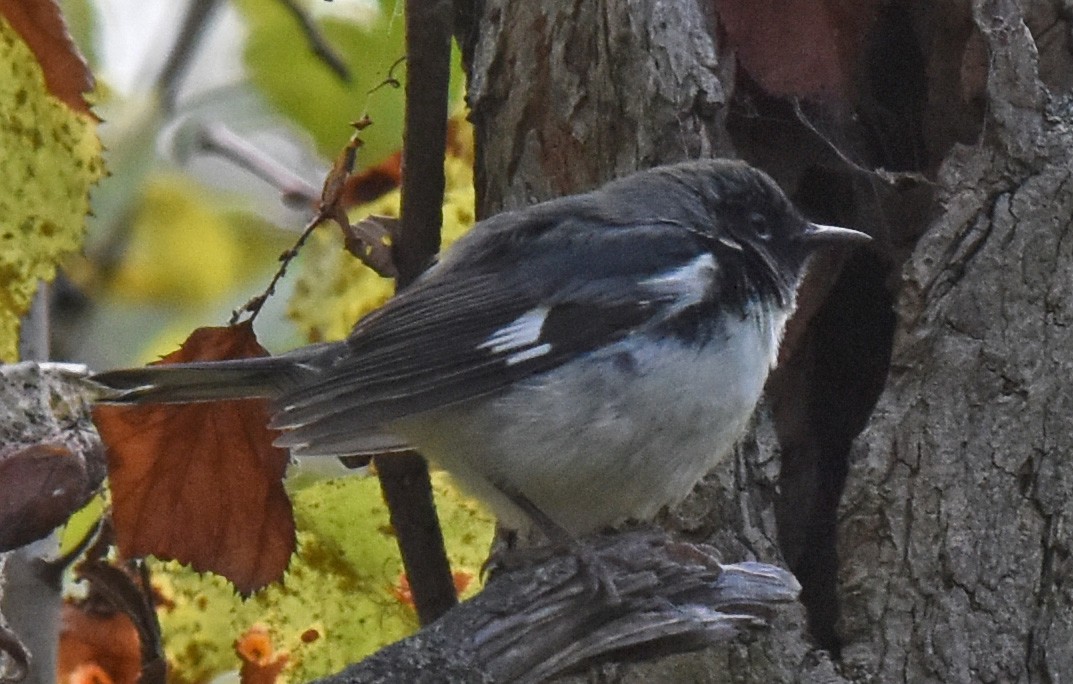 Black-throated Blue Warbler - ML610086133