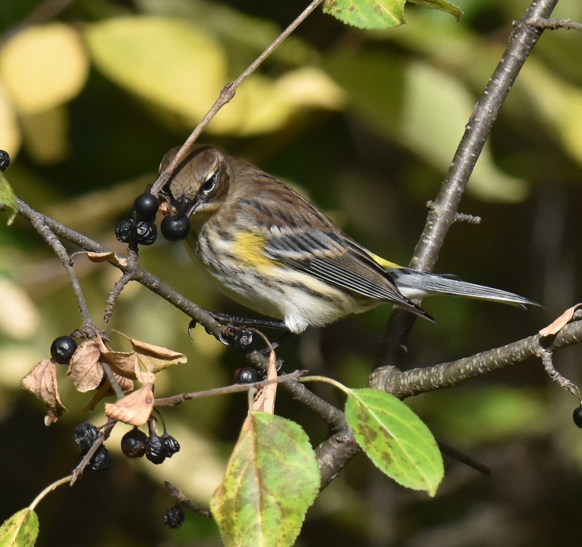 Yellow-rumped Warbler - ML610086139
