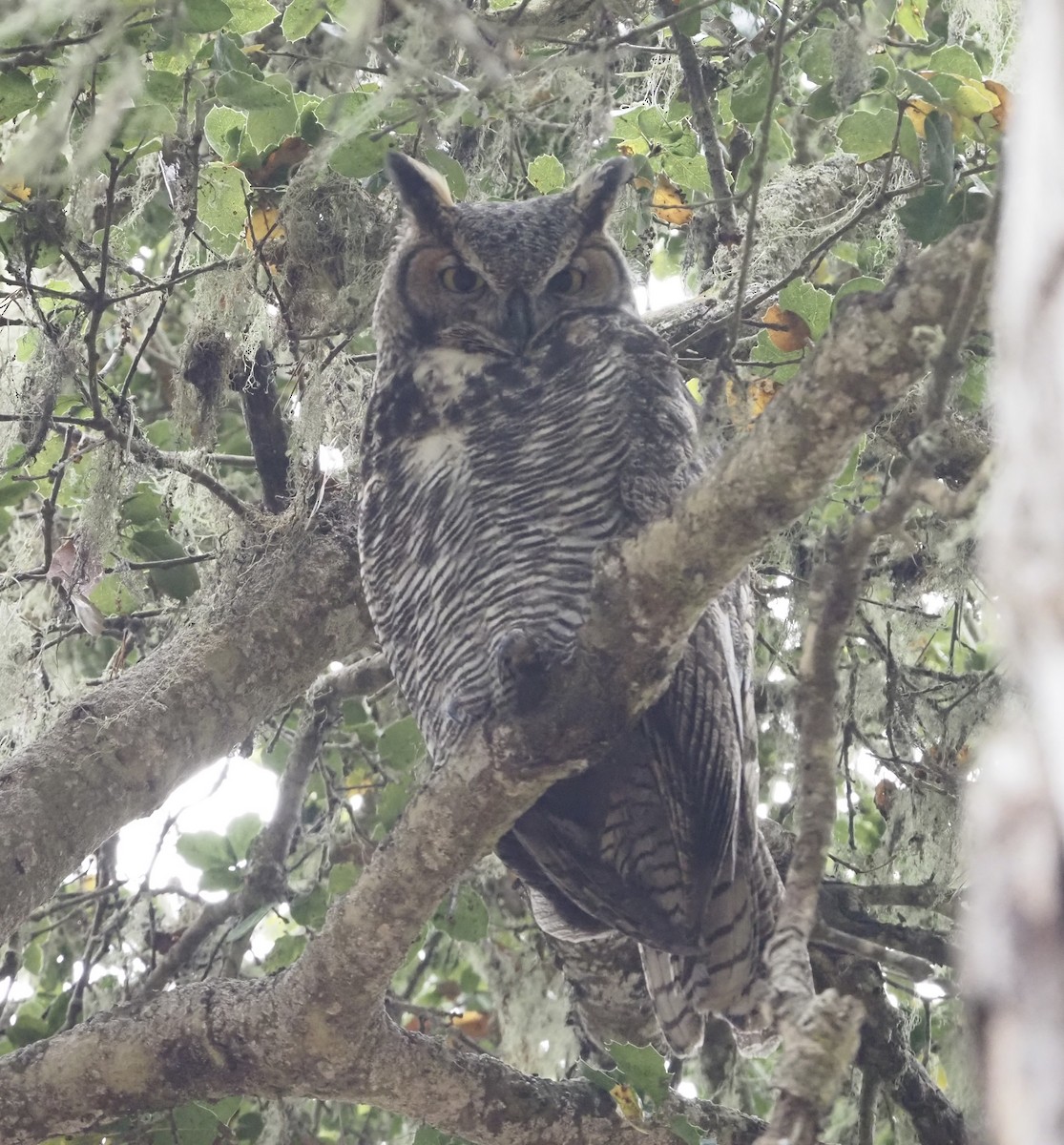 Great Horned Owl - ML610086153