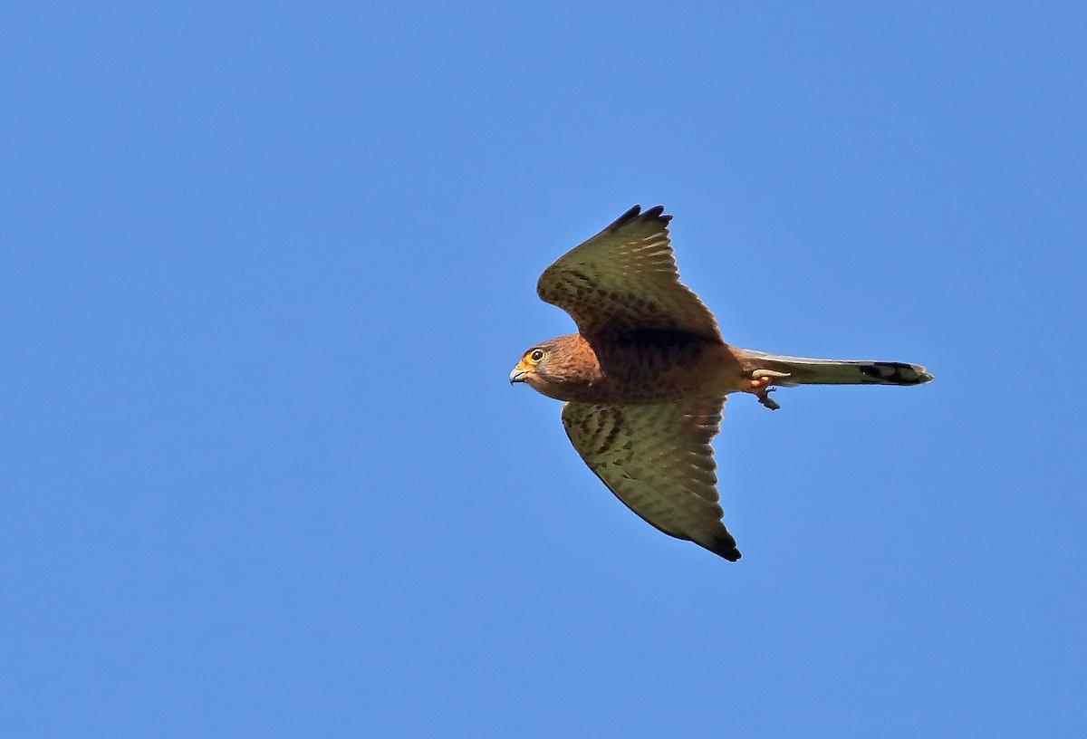 Spotted Kestrel - sheau torng lim