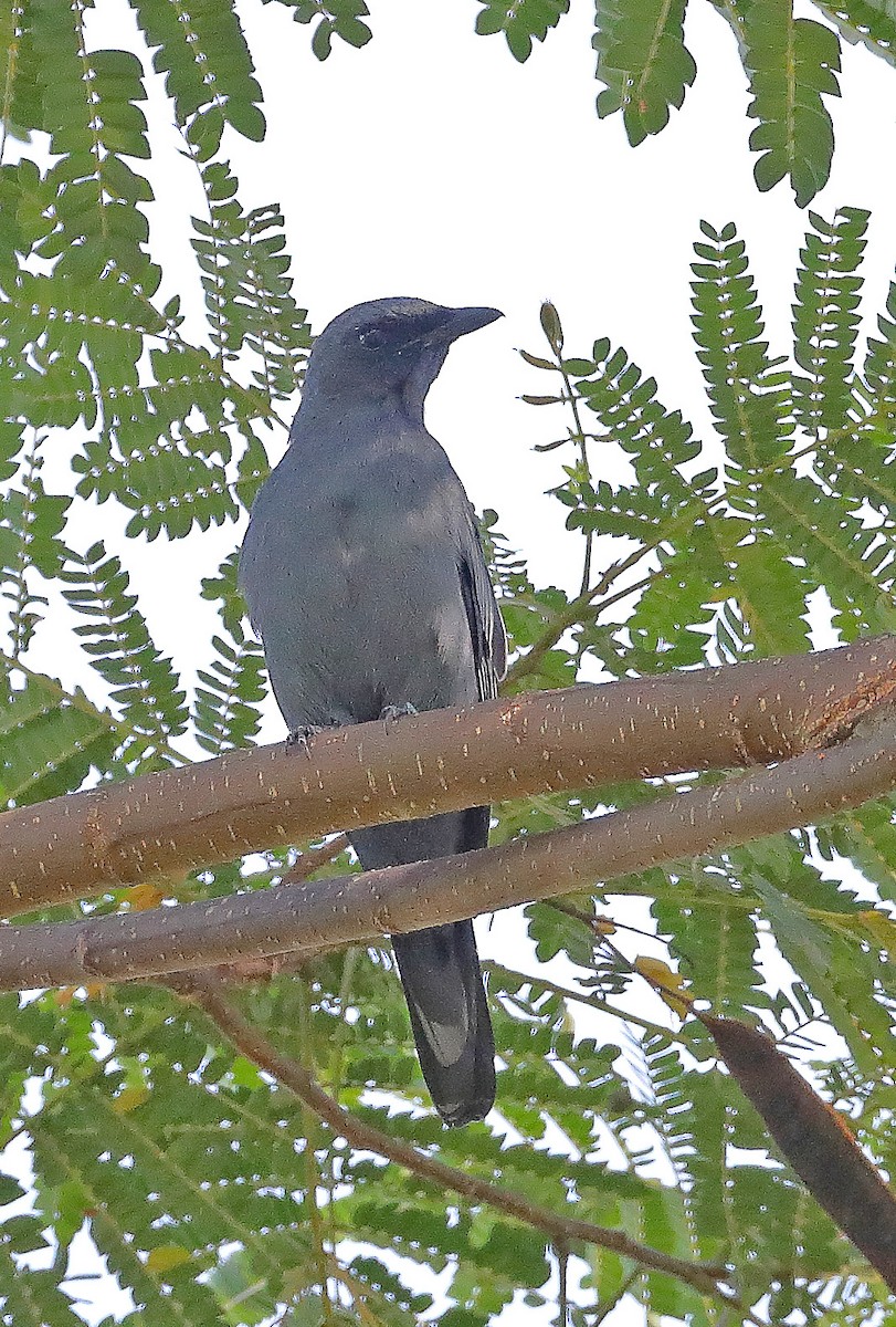 Moluccan Cuckooshrike - sheau torng lim