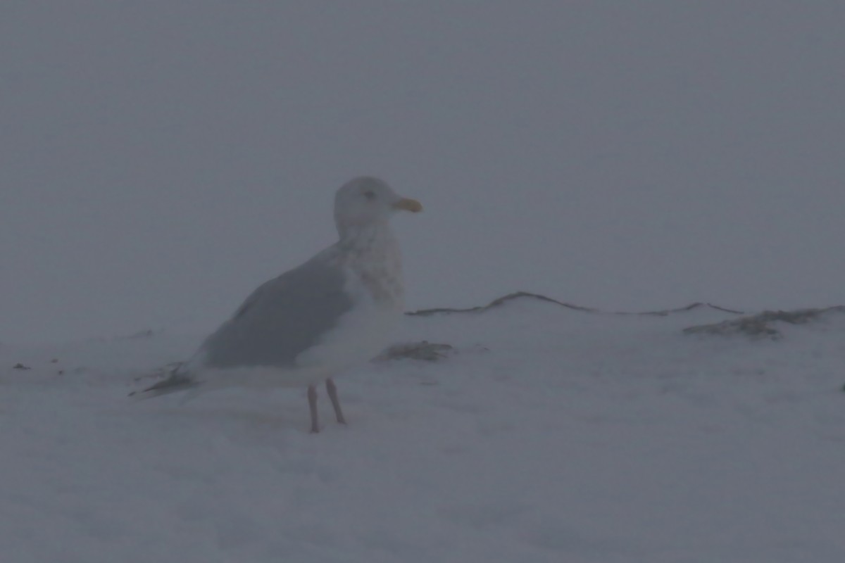 Iceland Gull (Thayer's) - ML610086353