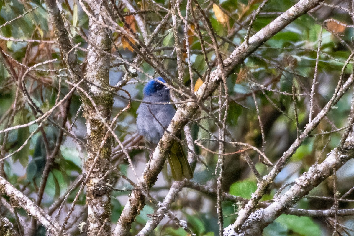 Blue-capped Tanager - ML610086383