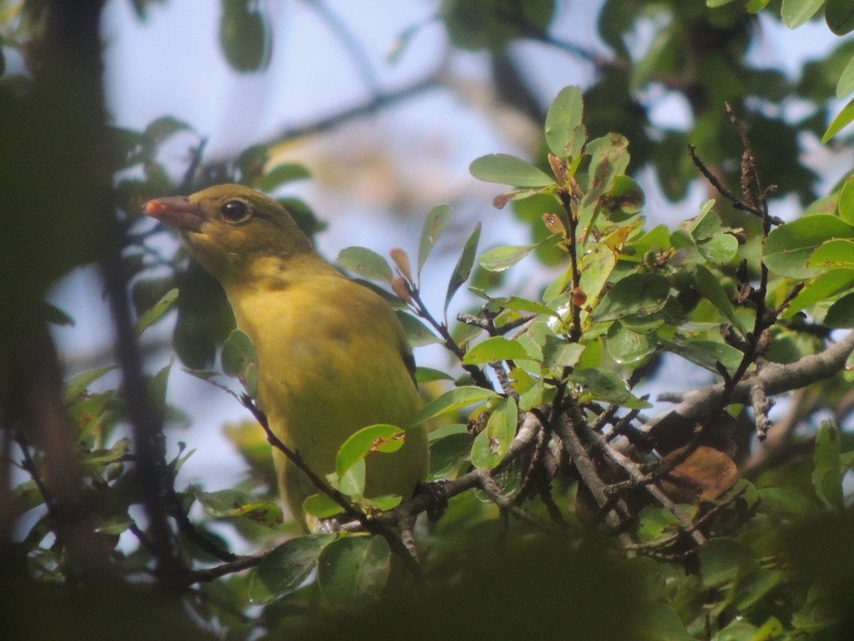 Scarlet Tanager - ML610086476