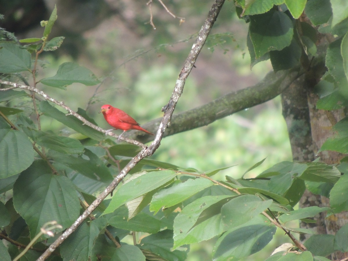 Summer Tanager - ML610086489