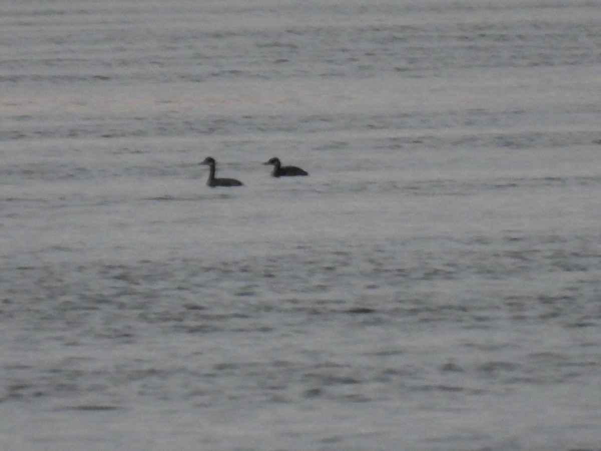 Red-necked Grebe - ML610086524