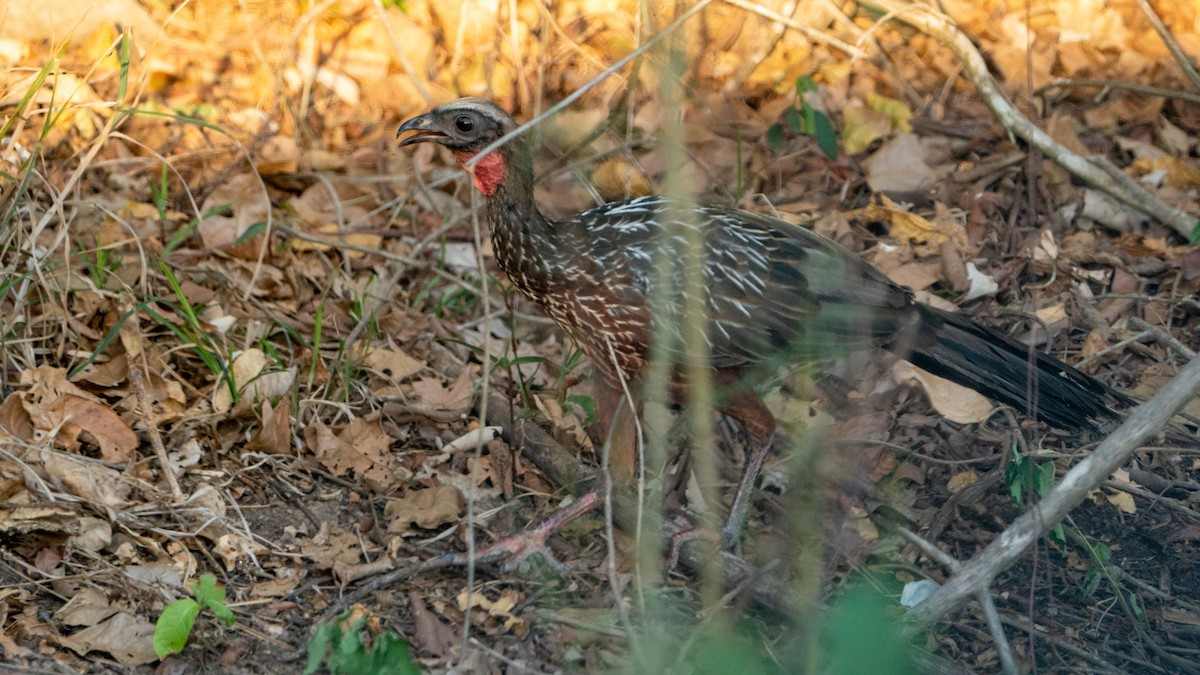 Chestnut-bellied Guan - Javier Cotin