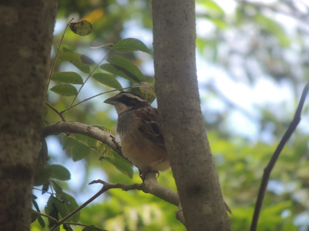 Stripe-headed Sparrow - ML610086618