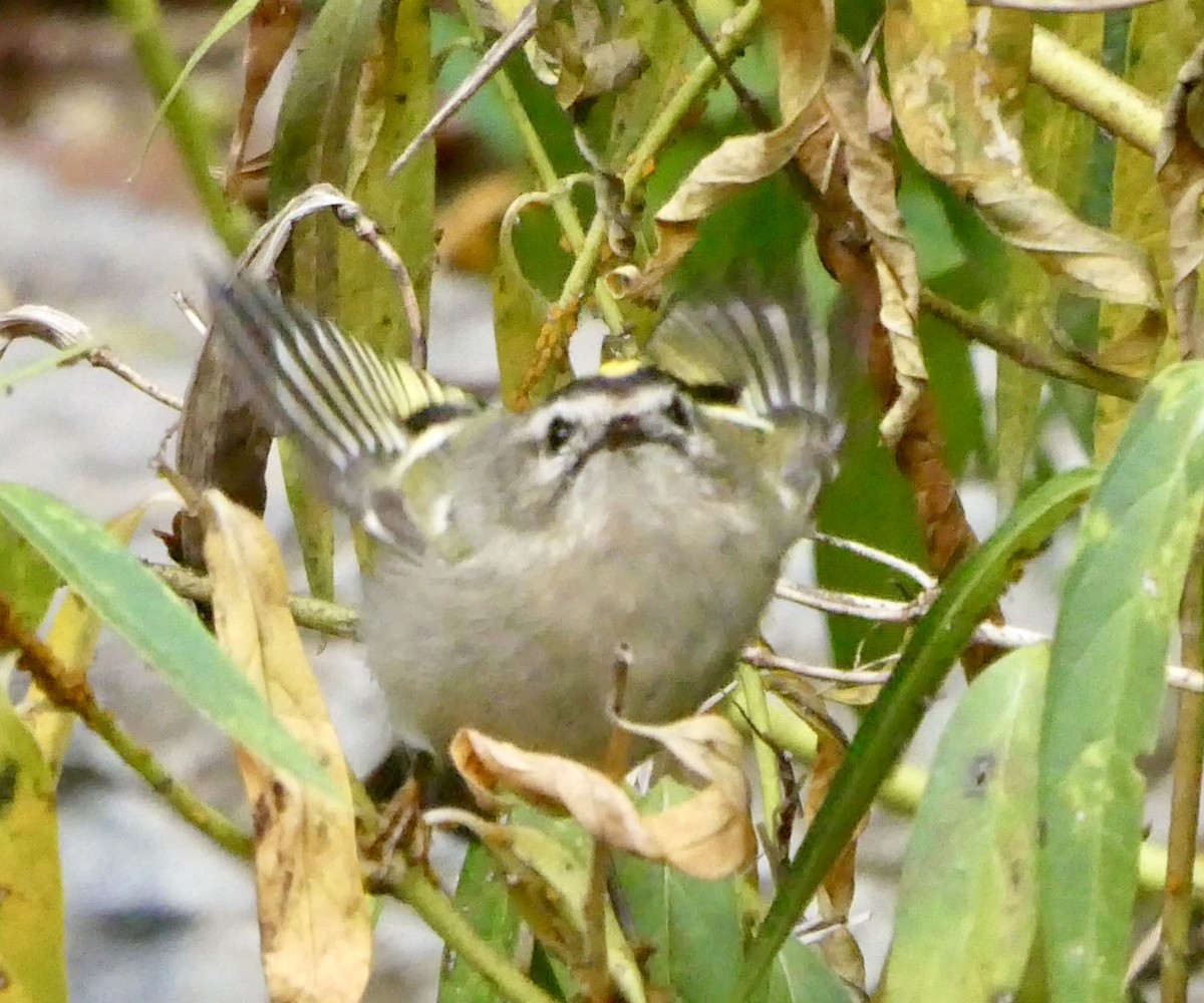 Golden-crowned Kinglet - ML610086661