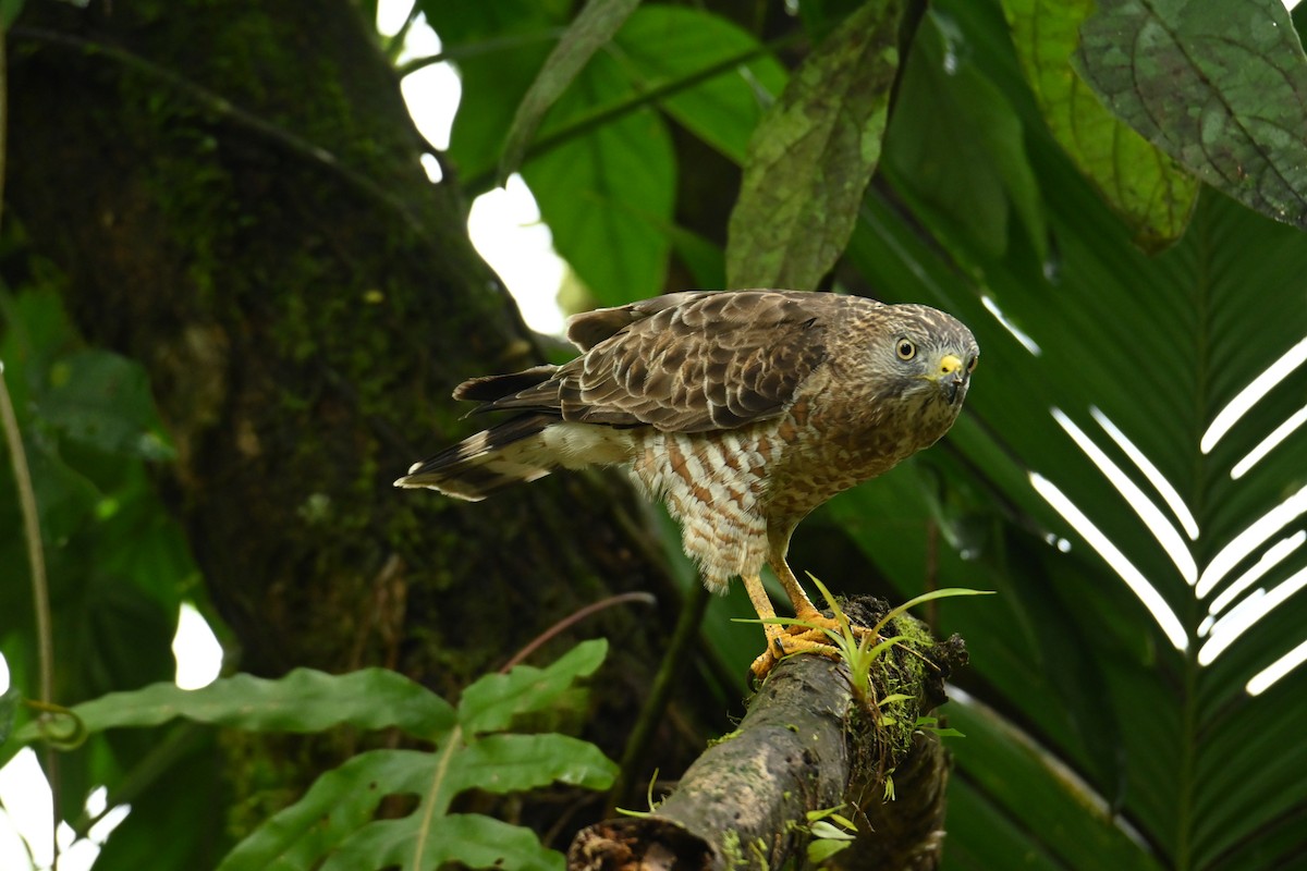 Broad-winged Hawk - Cristhian Ureña