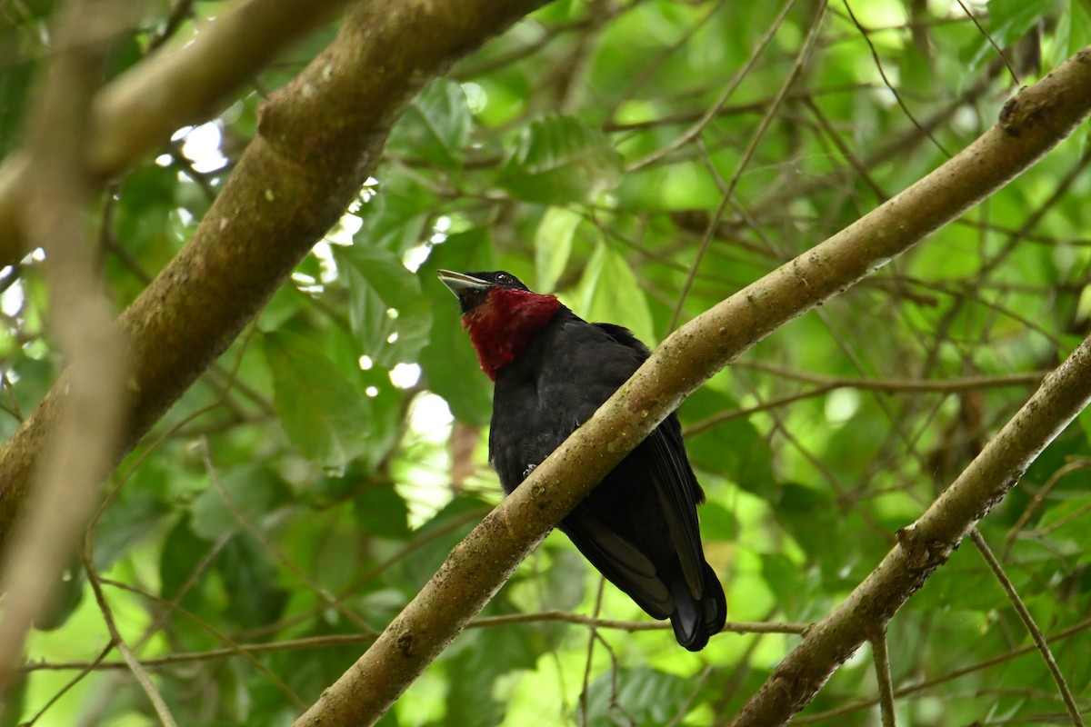 Purple-throated Fruitcrow - Cristhian Ureña